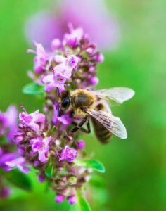 bee-thyme-flower-growing-nature_146936-1048