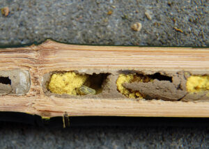 Osmia_rufa_nest